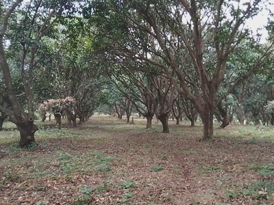 1,000sqm mango valley farm for sale