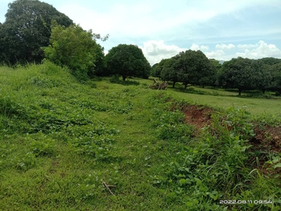 11.5 Hectares Agriculural Land For Sale in Nasugbu, Batangas