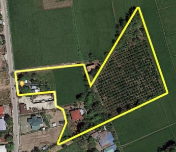 12,406 sqm Farm Land in Cabanatuan City, for sale