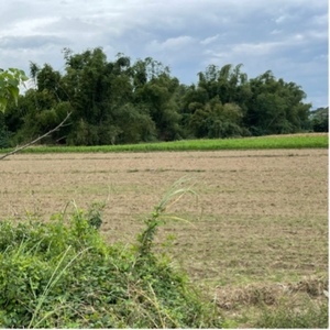 13 hectares Farm Lot for sale at Brgy. Moriones, San Jose, Tarlac