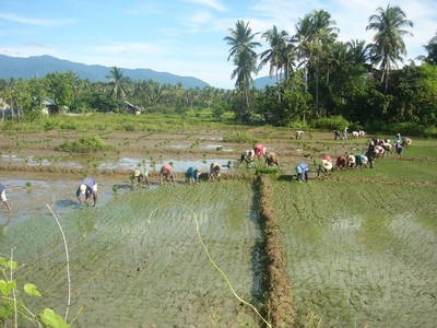 13.6 Hect. Income generating ricefield For Sale Narra rice granary of Palawan