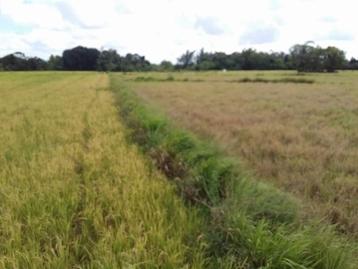 1.5 Hectares Agricultural Land For Sale in Rizal, Oton, Iloilo