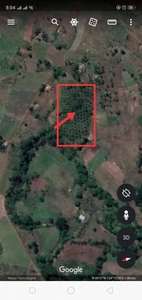 1.5 hectares with coconut trees