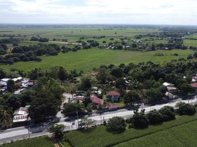15300 sqm mango farm in Moncada Tarlac for sale