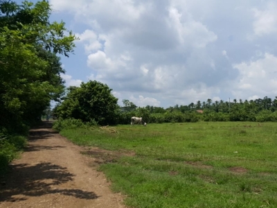 2 hectares farm lot for sale at barangay Bulihan , Rosario Batangas