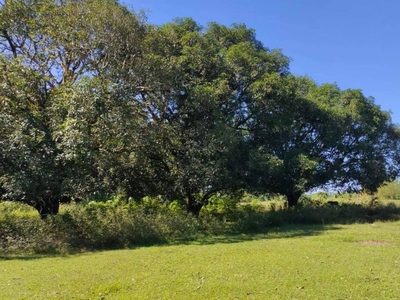 2.2 Hectares Mango Farm For Sale in Iba, Zambales