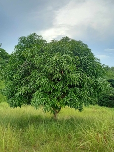 2.4 Hectares Mango Orchard Close to the City Lot For Sale in Bayawan
