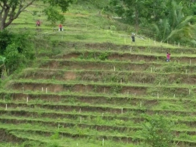 25 hectares Cacao Plantation