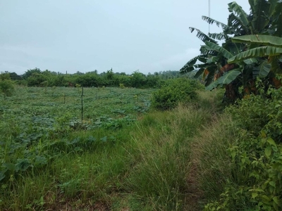 29,000sqm agricultural lot in Bulasa for sale