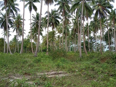 3 Hectares Beach Lot in Quinlogan, Quezon, Palawan for sale