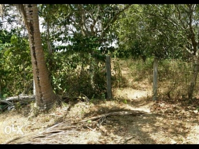 3.1 Hectares Lot For Sale, Clean Title in Panghayaan, Ibaan, Batangas