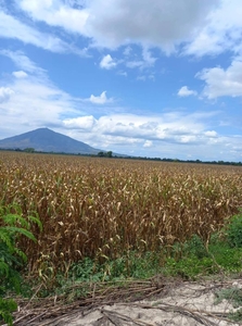 3.5 hectare farm lot at Magao Concepcion Tarlac