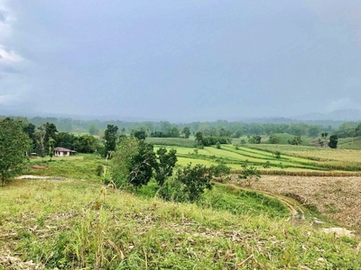 4 Hectares Agricultural Lot For Sale in Gibato, Dumarao, Capiz