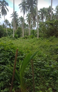 40,272 square meters or 4.2 hectares coconut farm