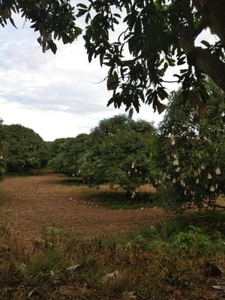 4.15hectare Farm land Mango 250 tree
