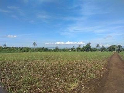 5-hectare property in Carolina, Naga City for only 400 pesos per SQM