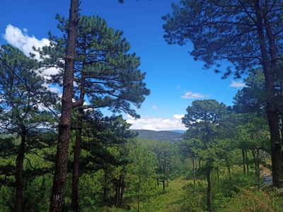 5 Years To Pay Residential Lot In Baguio City- With Pine Tree Views