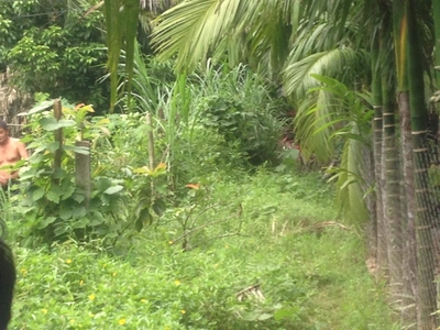 5,251sqm Farm Land located at Real Quezon, along national road.