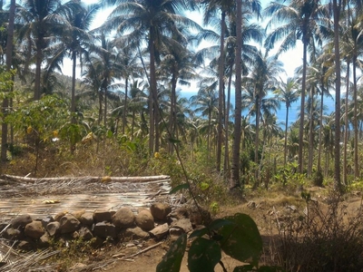 56,909sqm Agricultural Land in Banilad Pinamalayan Oriental, Mindoro