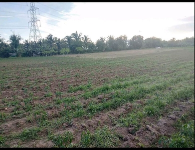 6.6 Hectares Farm Land for Sale in Cabatang, Tiaong, Quezon