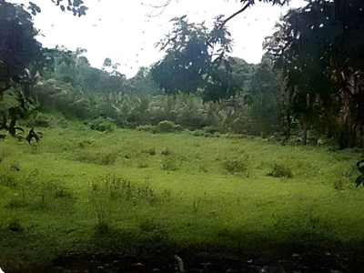 6.9093 Hectares Coconut Lot Situated in Mairok Unisan Quezon City Province