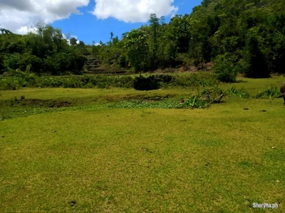 7. 2 hectares clean title strong flowing water for sale Borbon 15