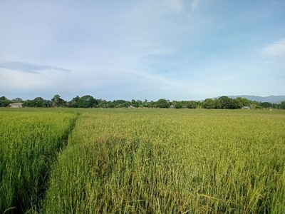 7.9 Hectares Agricultural Lot For Sale in Narra, Narra, Palawan