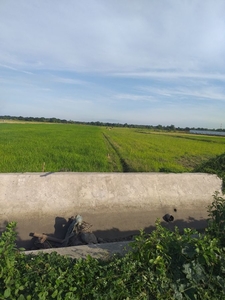 9,000 square meter Farmland for sale Located at Camiling Tarlac.