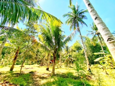 9900 sqm lot for sale in southern panabo city