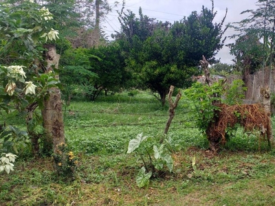 Agricultural/Farm Lot for Sale 10970sqm in Lipa City, Batangas