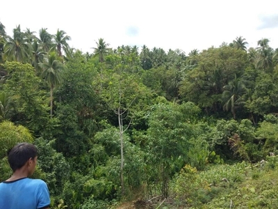 Agricultural land coconut and ricefield in Casiguran City