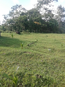Agricultural lot for sale at Barangay X Victorias, Negros Occidental