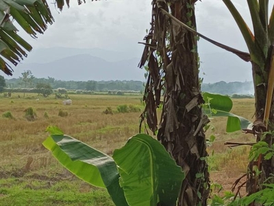Agricultural Lot for Sale in Sta. Ignacia, Tarlac