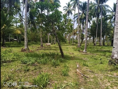 Beach Front in Palawan Lot for sale
