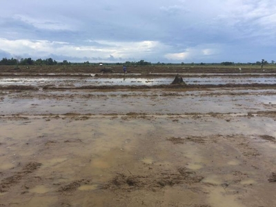 Clear title Agricultural rice field land in estrella narra palawan