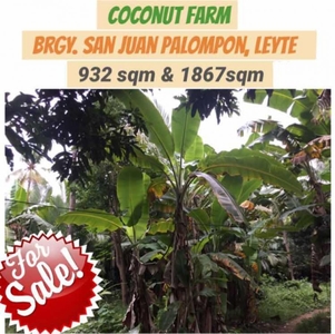 Coco Land/ Coco Farm for Sale at Brgy. San Juan Palompon, Leyte