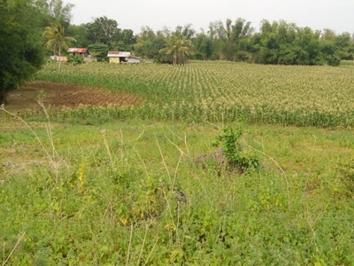 Farm Land for Sale in Bantayan with existing deep well and electricity