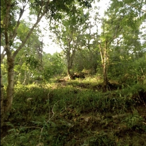 Farm lot in Laurel, Batangas