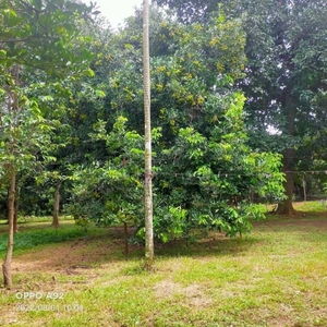 Farm lots with fruit bearing trees