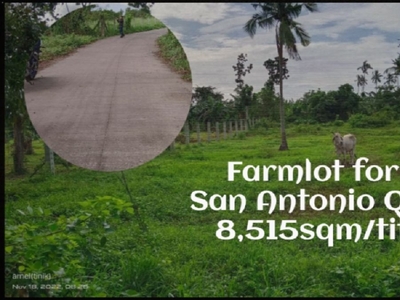 farmlot for sale/san Antonio quezon/8,515sqm/clean title