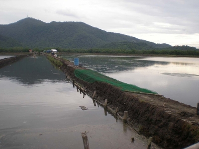 Fish Ponds 63 Hectares Working Aquaculture Farm For Sale in Ivisan, Capiz