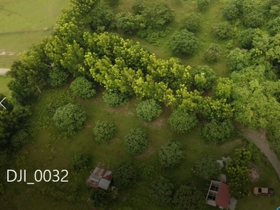 For Sale 1.6 Hectares Mango Orchard Farm Land in Tarlac City