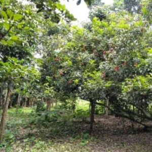 For Sale 1.7 Hectares Farm Lot with fruit bearing trees in San Pablo, Laguna