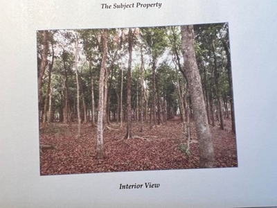 For Sale: 2 hectare residential mahogany tree farm in Meycauayan, Bulacan