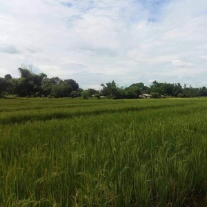 For Sale 2.6 Hectares Farmland in Balaoang, Paniqui, Tarlac