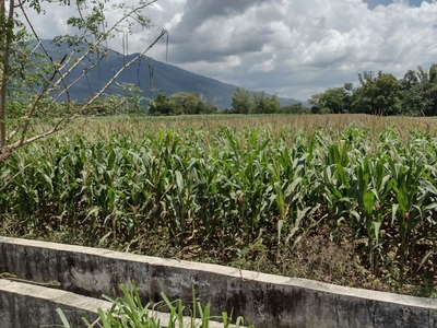 For sale Farm Lot with Mountain View in Salud, Natividad, Pangasinan