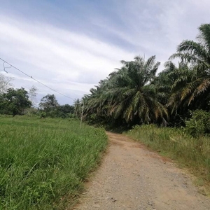 for sell-16 hectares land w/ coconut & palm trees-trinidad bohol