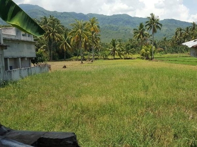 Land farming coconut