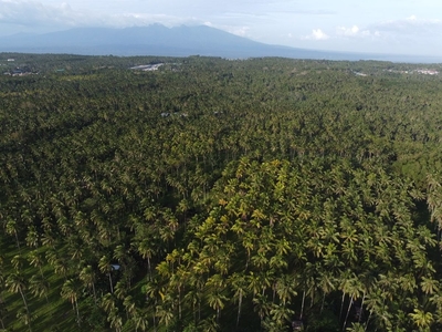 Land for Sale with 9 Hectares Coconut plantation in Aurora, Zamboanga Del Sur