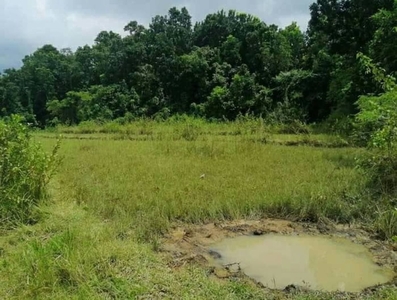 Lot for sale with rice field